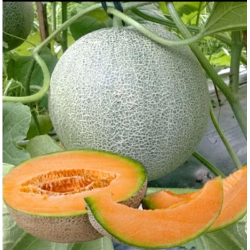 COD  150 BENIH MELON MADU F1 UNGGUL