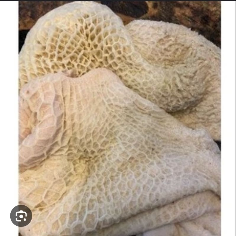 

Paru Kambing Segar 1 Kg