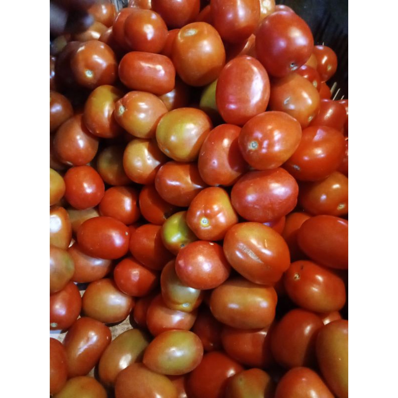 

tomat merah kecil 5kg