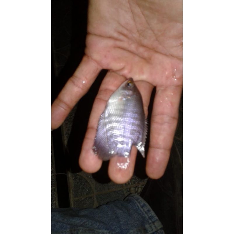 bibit ikan gurame  sowang    ukuran silet