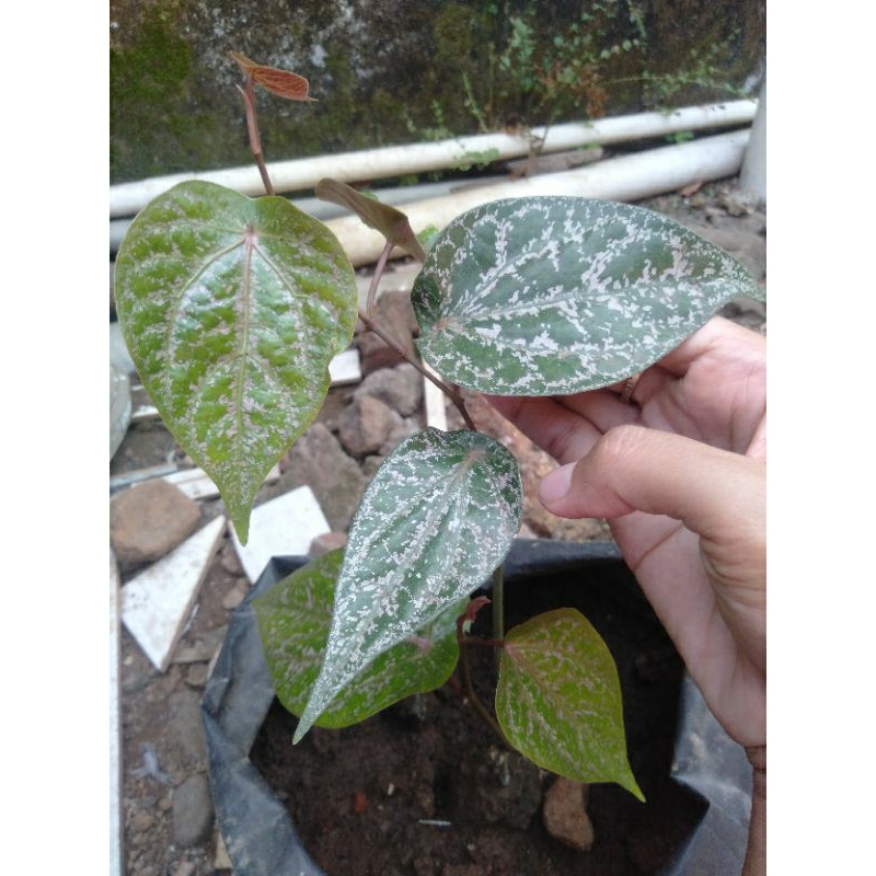 

DAUN SIRIH MERAH SEGAR