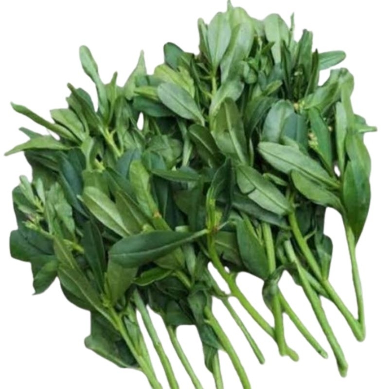 

Daun ginseng per ikat 250 gram + FREE BONUS SAYURAN