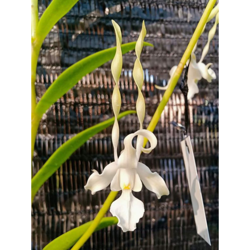 Dendrobium Strepsiceros, Anggrek Keriting, Dendrobium Melintir