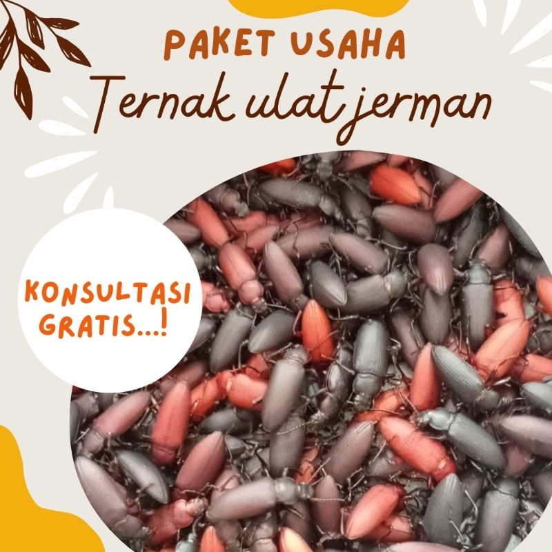 paket pemula 50 ekor kumbang ulat jerman