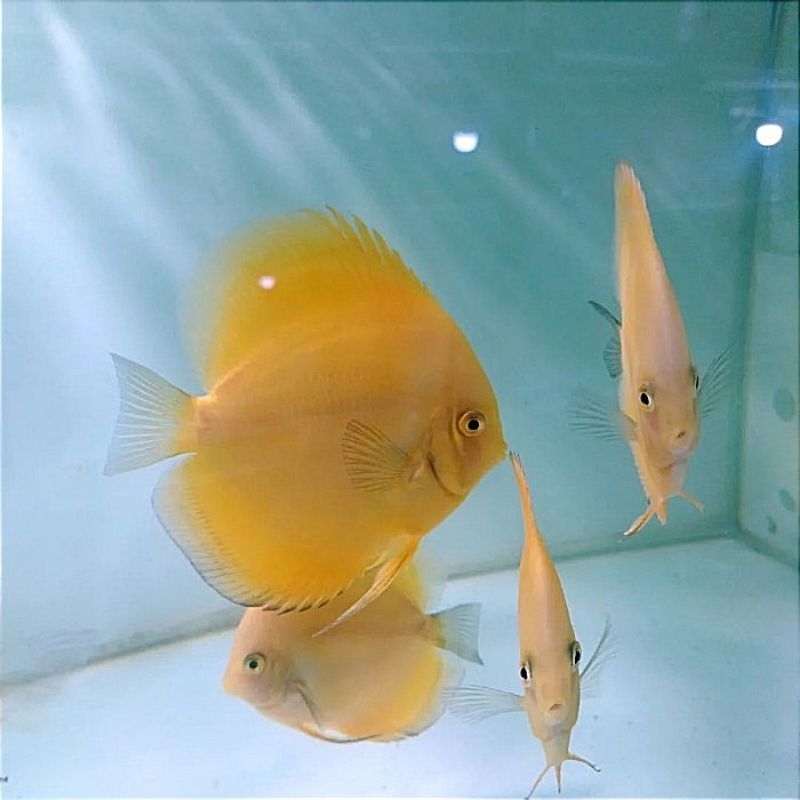 Discus yellow golden