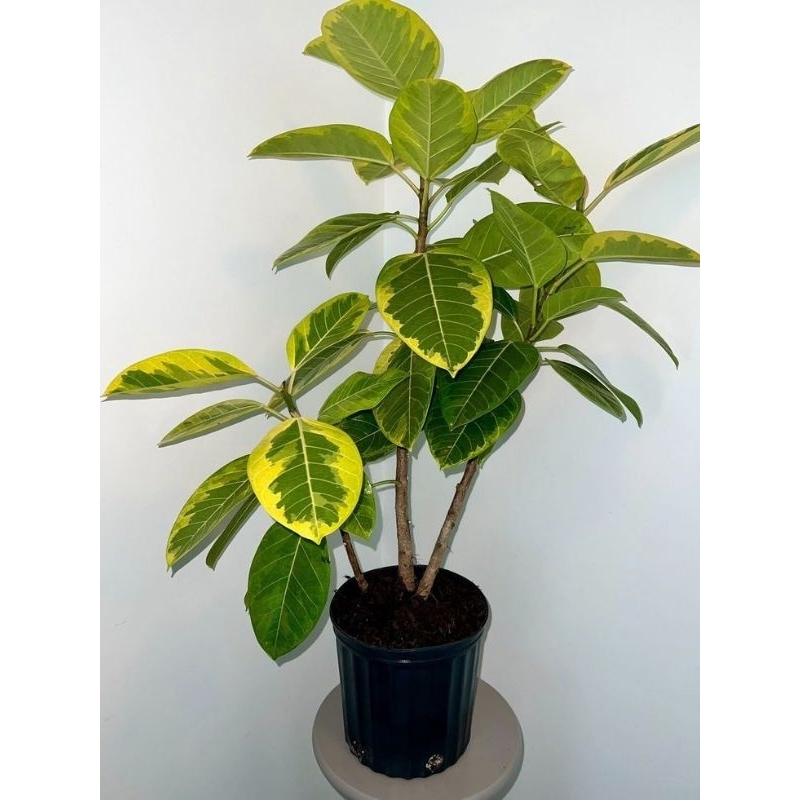 tanaman hias ficus lemon / ficus altissima