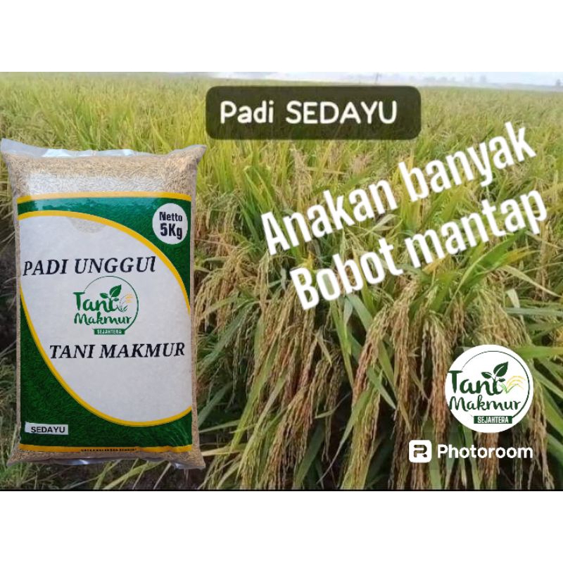 Benih padi sedayu kemasan 5kg anakan banyak bobot mantap