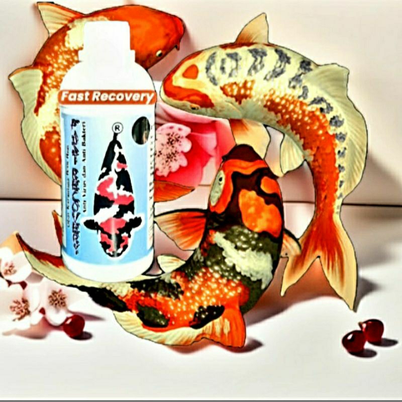 OBAT KARANTINA IKAN KOI FAST RECOVERY 500ML | PEMBASMI SEGALA PENYAKIT IKAN | AEROMONAS INSANG JAMUR