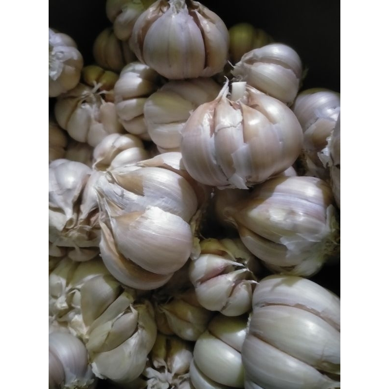 

BAWANG PUTIH 1KG JATIM
