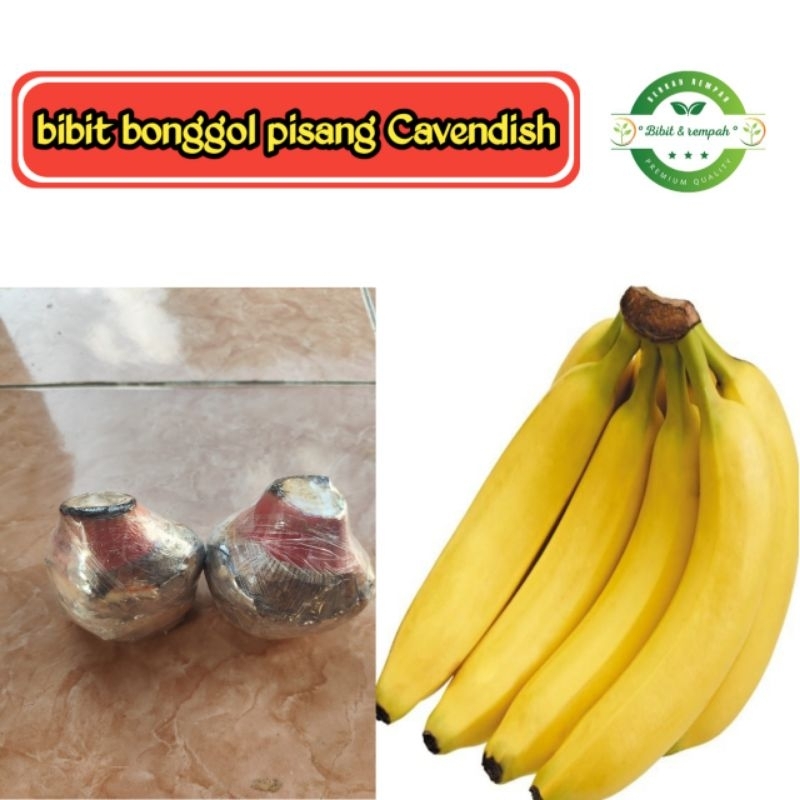 bibit pisang Cavendish Sunpride super