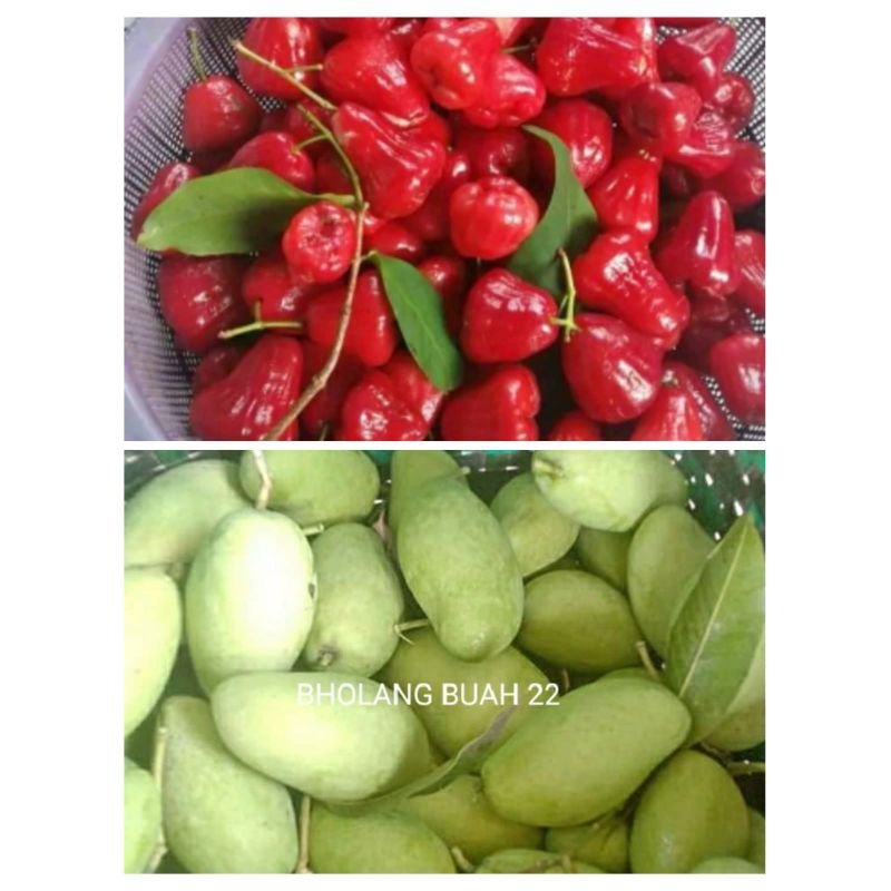 

PAKET RUJAK ISI 1KG ( MANGGA MUDA& JAMBU AIR)