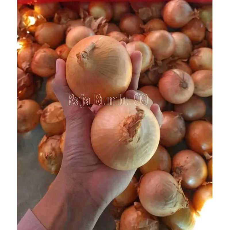 

BAWANG BOMBAY ( Raja Bumbu 99)