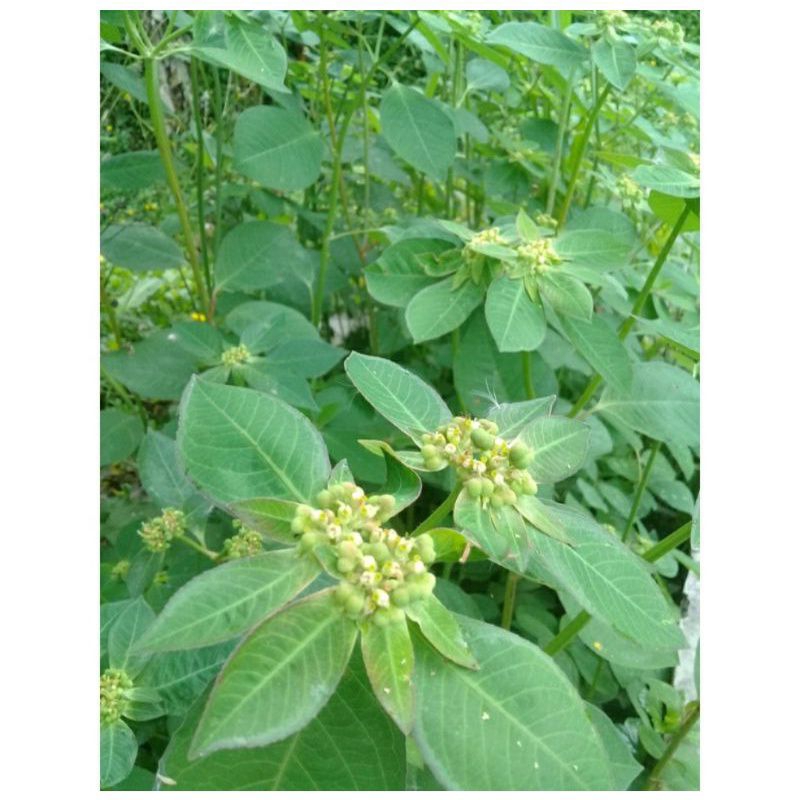 

daun katemas SEGAR 500gram