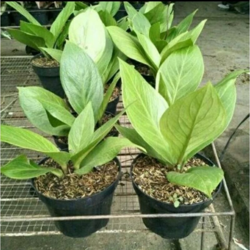 TANAMAN HIAS ANTHURIUM JEMANI COBRA DEWASA
