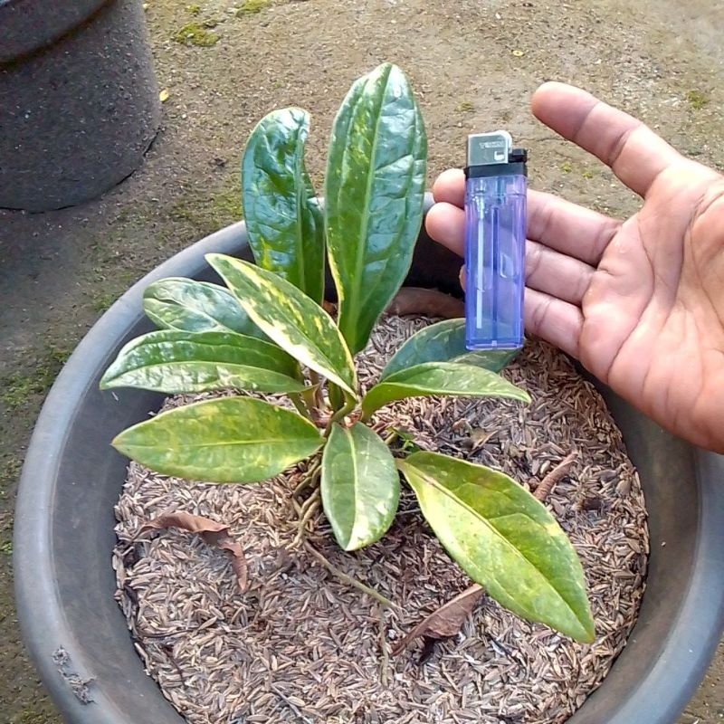 Anthurium cobra varigata ekonomis