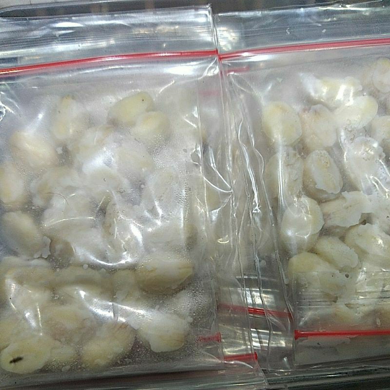 BIJI JARAK umpan ikan bawal dll