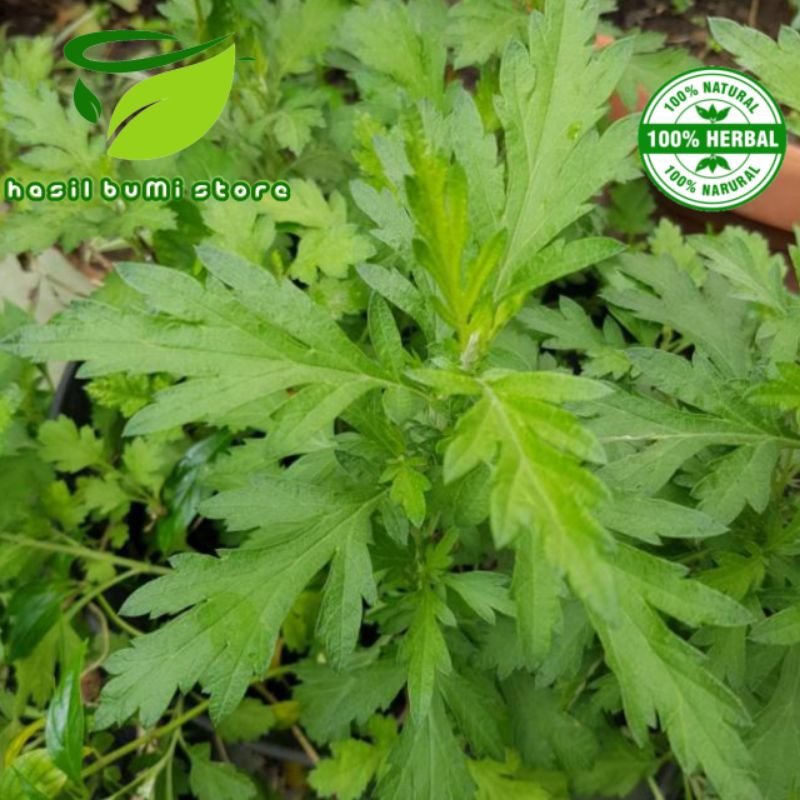 

Daun baru cina ngai artemesia vulgaris mugwort asli segar 500gram