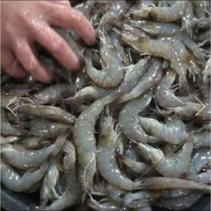

Udang Vanami segar