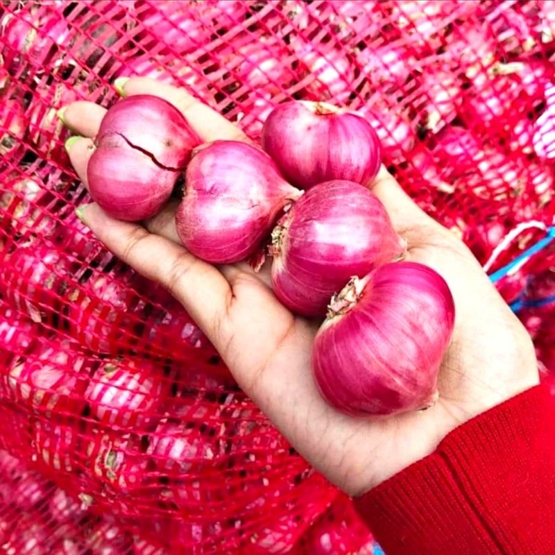 

Bawang Merah Jumbo King Size Asli Bima Per 250Gram
