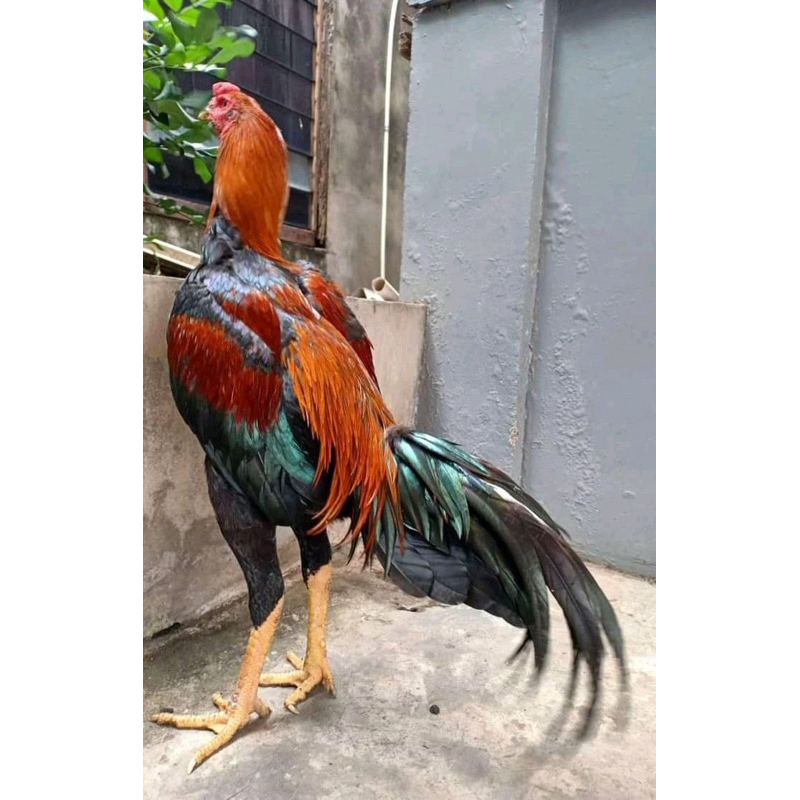 

TELUR FERTIL AYAM MANGON SPEED PETARUNG HANDAL UNTUK DI TETASKAN