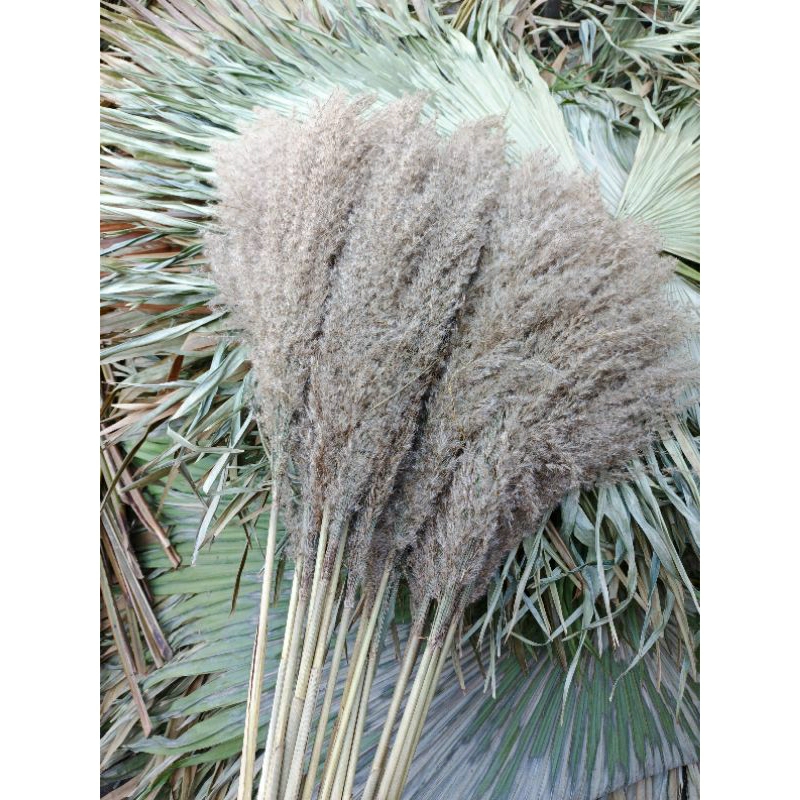 pampas bulu , pampas lokal bulu putih , pampas dekorasi