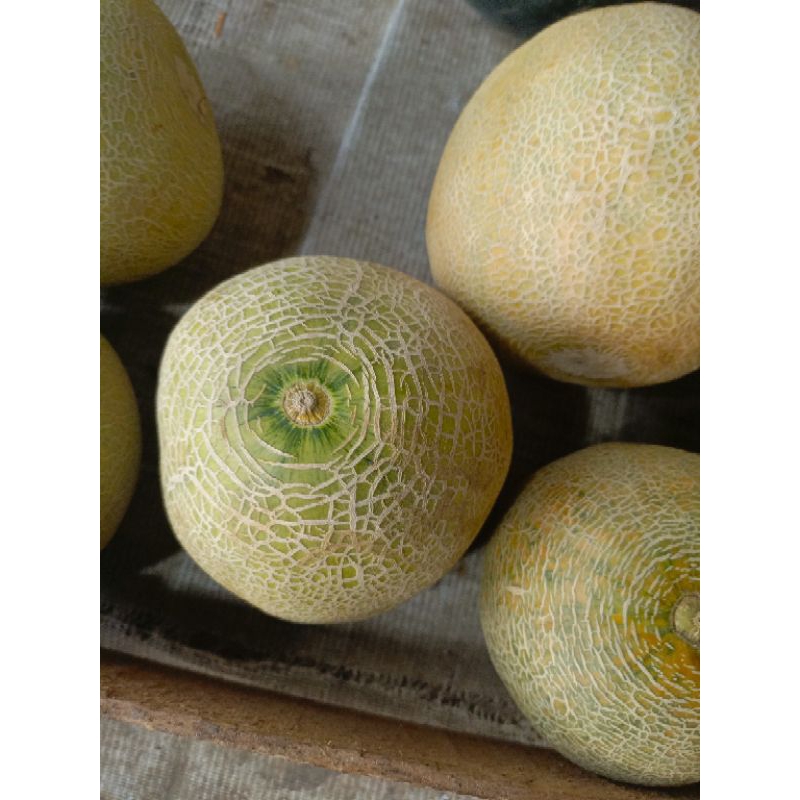

melon potong 1/2 butir berat -+700gr