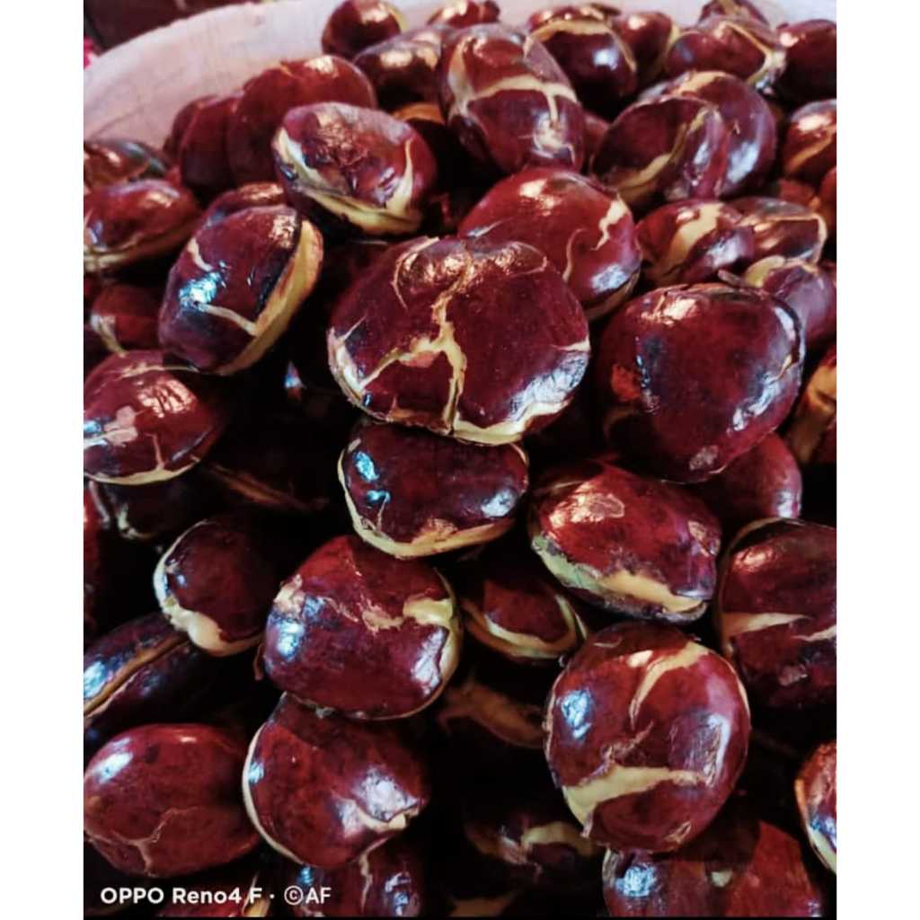 

Jengkol tua geat A premium/jengkol tua pulen mentah/jengkol sepi kemasan 500gram/1000gram