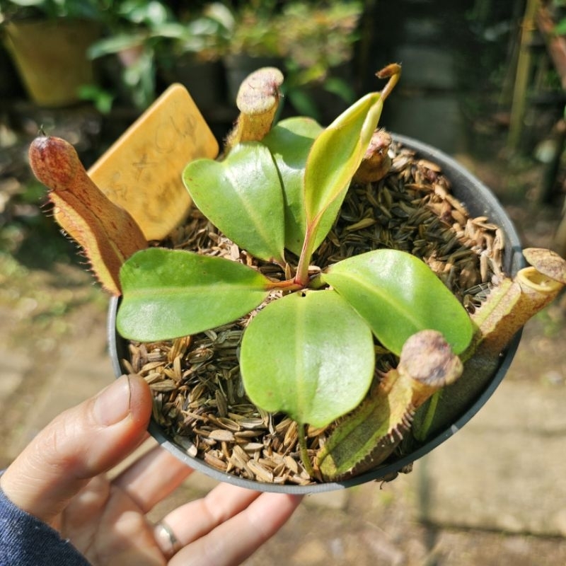 

boschiana x Clip hybrid cakep+Giant