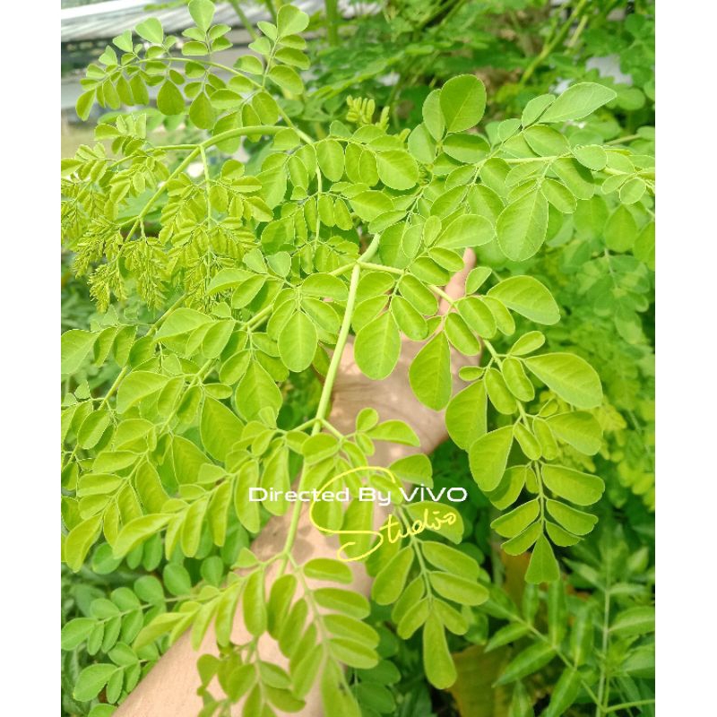 

Daun kelor segar / Kellor / Pucuk daun kelor fress