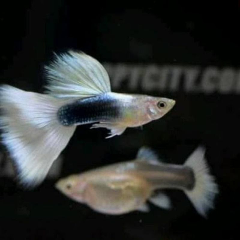 hiasan aquarium guppy hb white sepasang siap kawin