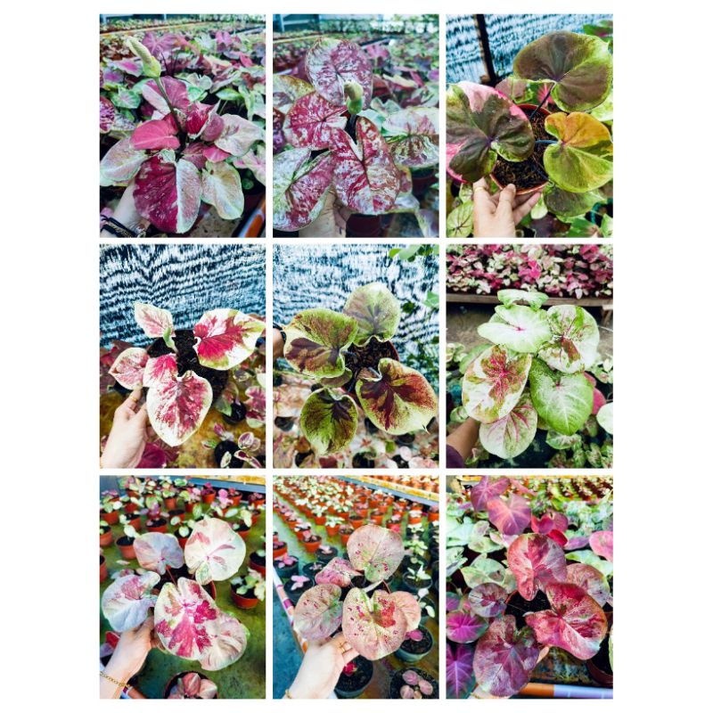 Benih Biji Keladi Shanum Series Caladium