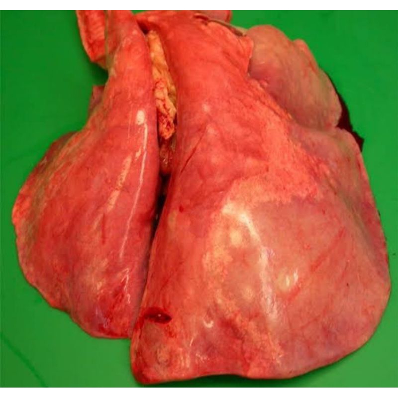 

Paru Sapi Segar 500Gr