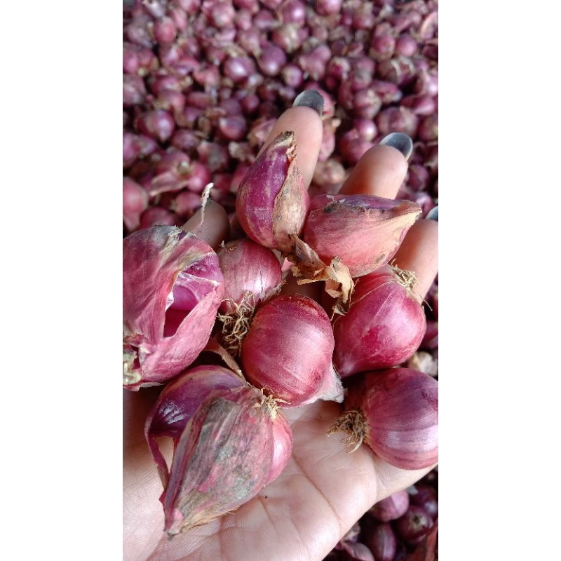 

bawang merah langsung petani