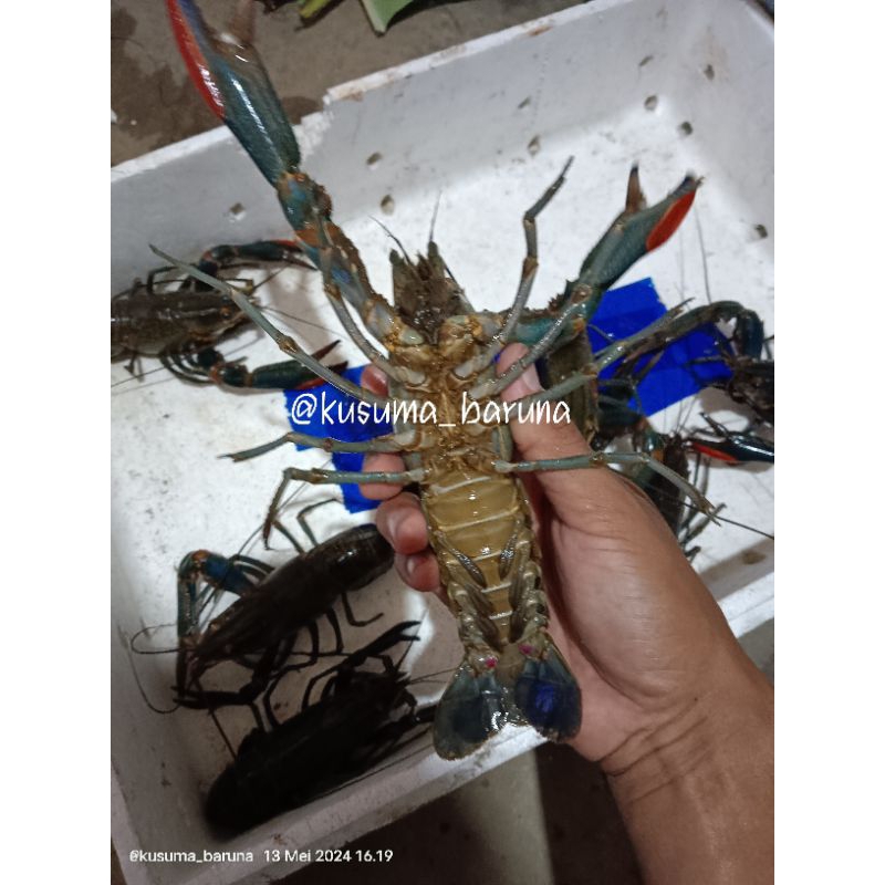 lobster spek jumbo untuk konsumsi