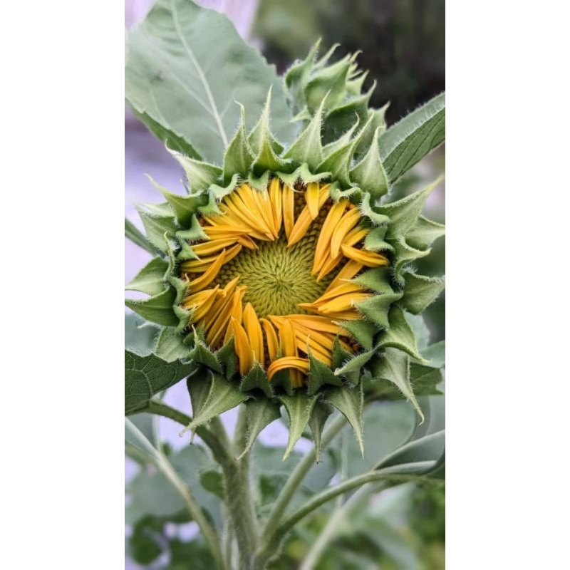 BIJI BENIH BUNGA MATAHARI , jenis Bunga besar (Isi 50 biji)