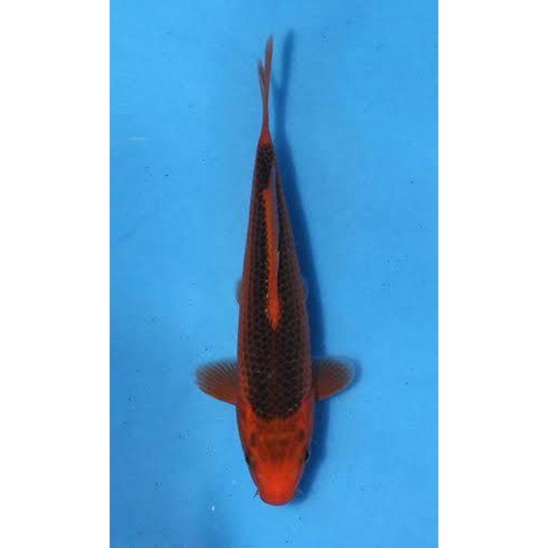 ikan koi aka matsuba size 30cm