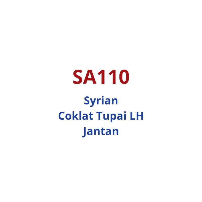 SA110 Syrian Coklat Tupai LH Jantan