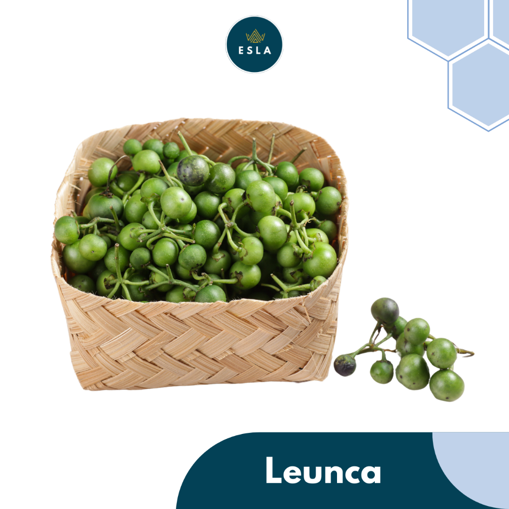 

LEUNCA I Sayur Fresh dan Premium - ESLA