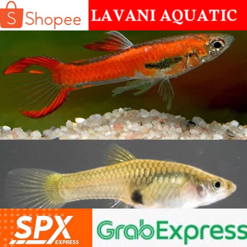ikan guppy endler red starlet sepasang