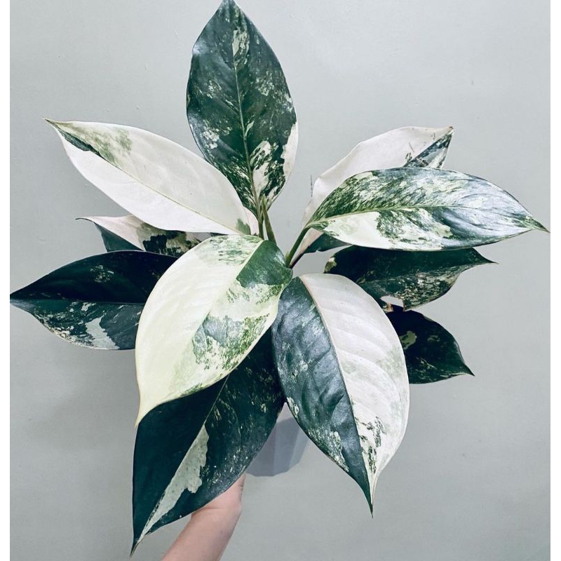 siam jade / aglaonema siam jade