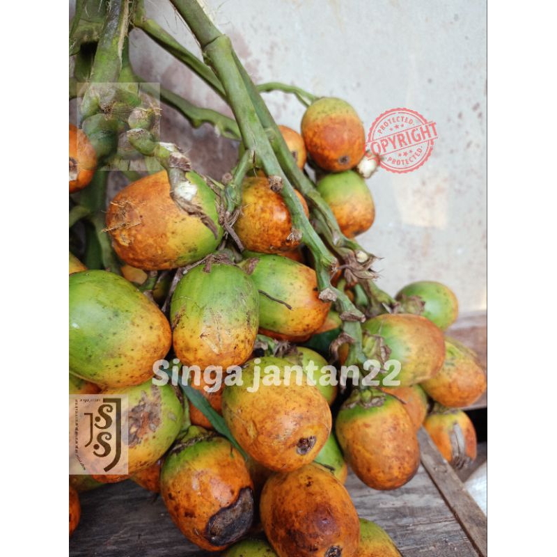 

Pinang tua jambe matang di pohon/1Kg