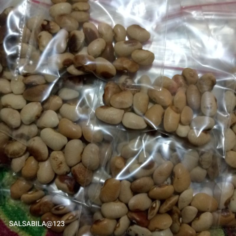 

biji kacang kratok/kacang roay/25 biji