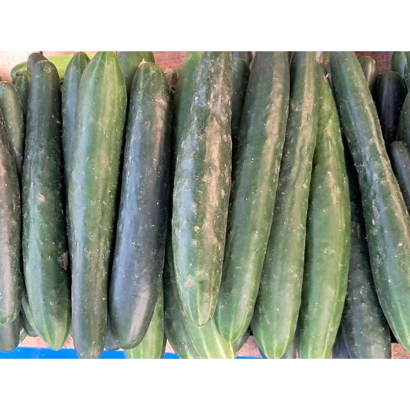 

Kyuri 500 gr, 1 kg