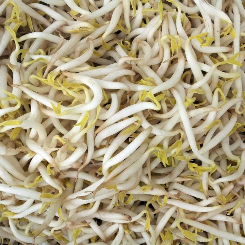 

toge putih segar fresh 500 / toge asli putih