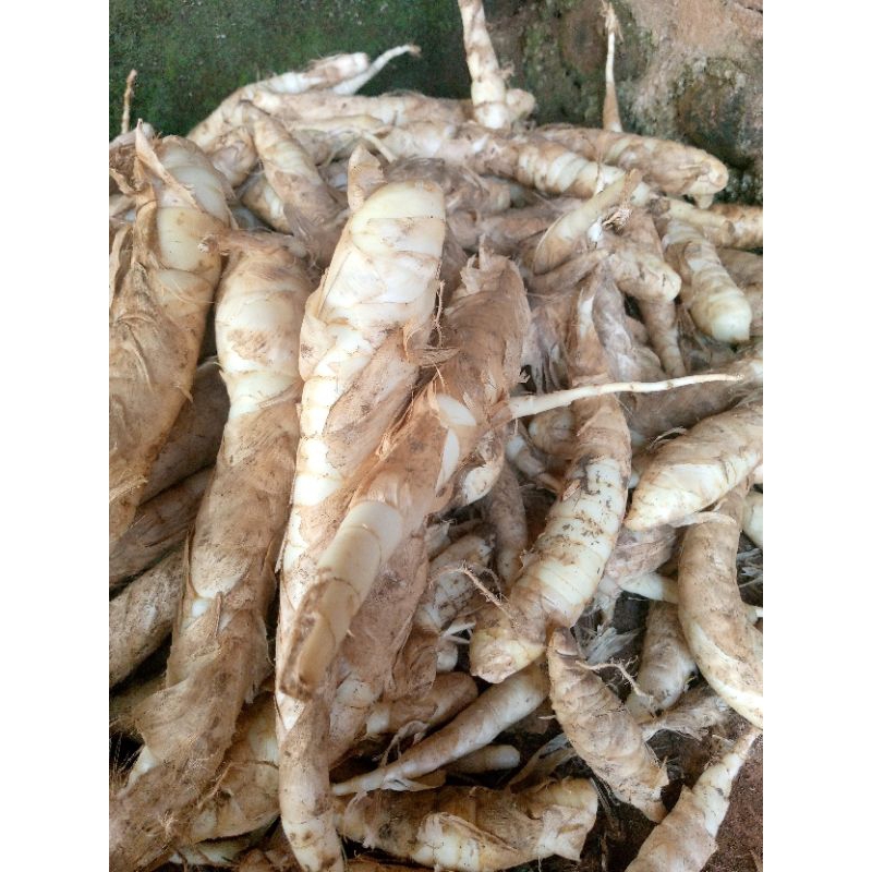 

perut/Umbi garut segar (obat herbal asam lambung) 1kg