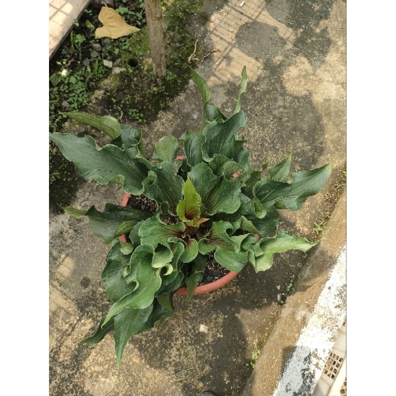 anthurium obor merah induk