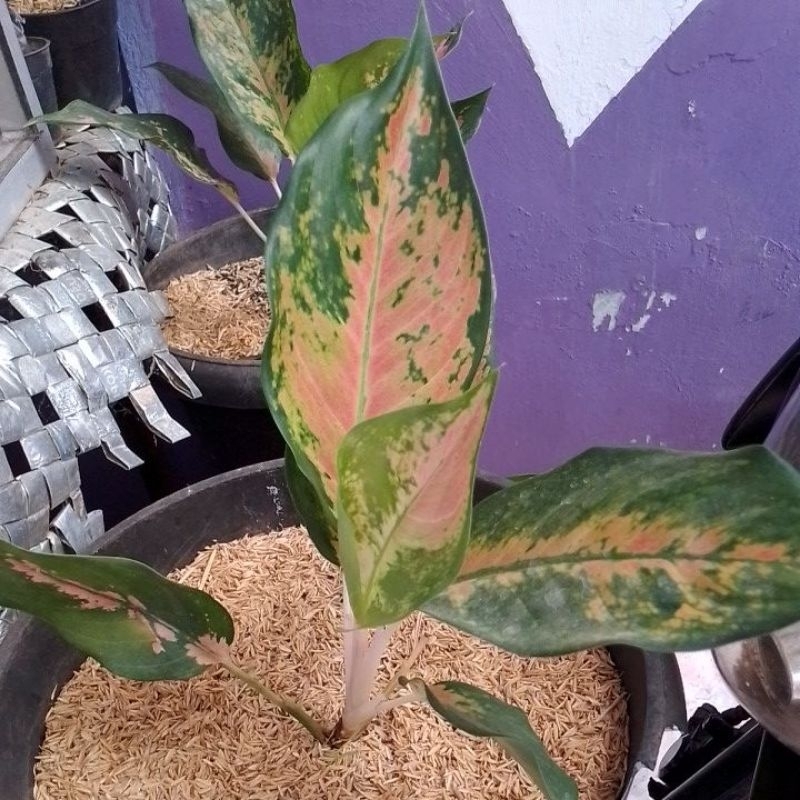 Aglonema kochin paramuay