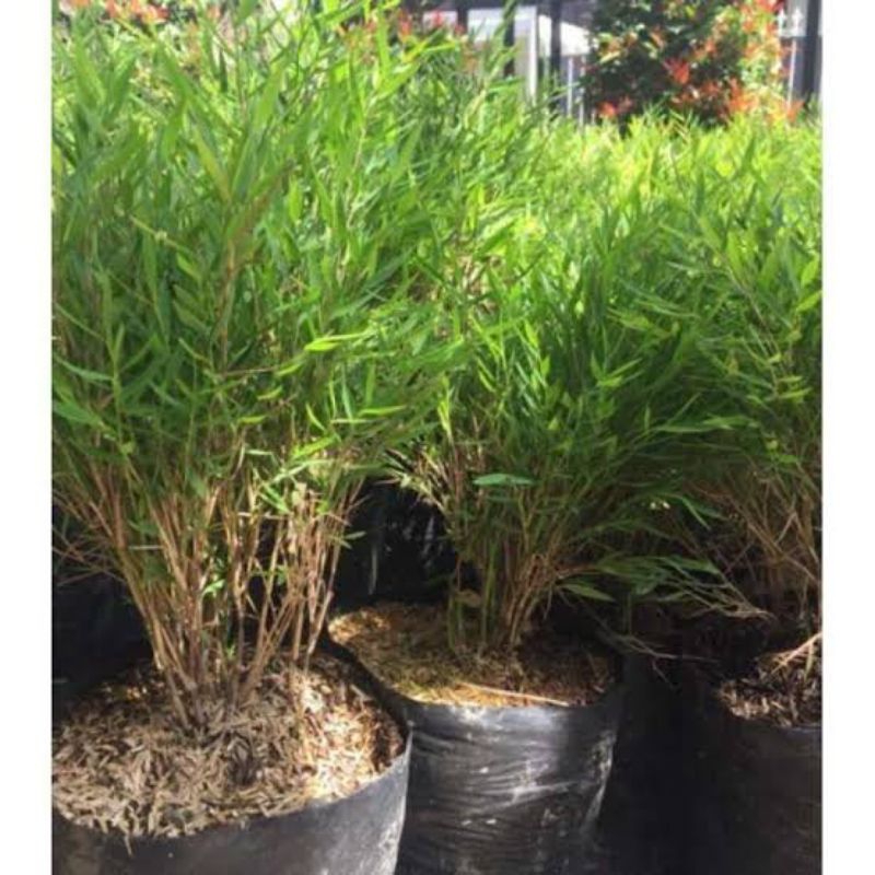 Bibit Bambu Jepang Mikro / Bibit Bambu Hias Jepang