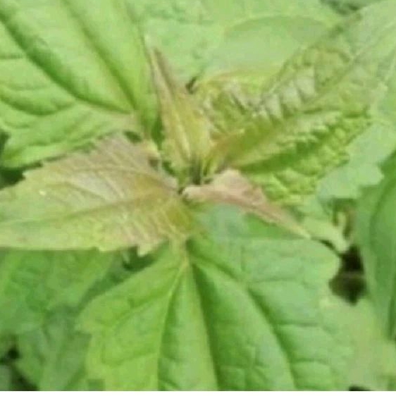 

Daun kiriyuh satu kilo gram