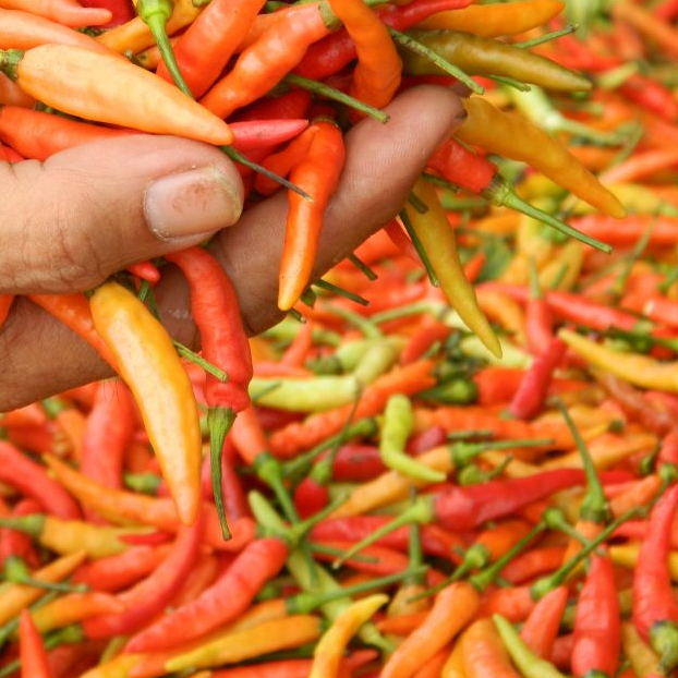 

Cabai / Cabe Rawit Merah 500 gr